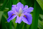 28th Apr 2016 - Iris