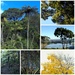 NZ native trees  by kiwinanna