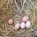 Chicken Eggs by pfaith7
