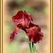 Red Iris by vernabeth