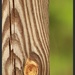 Knot in the wood post by mittens