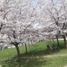 blooming cherries by nami