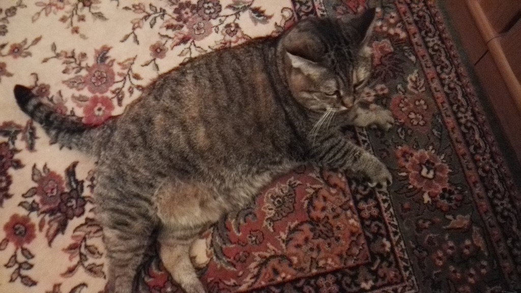 poor fat cat by nami