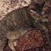 poor fat cat by nami