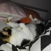 cat at night sleeping funny :D by nami