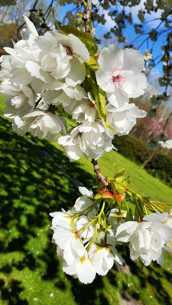 Cherry Blossom by megpicatilly