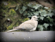 28th Apr 2016 - Collared dove