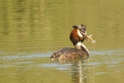 28th Apr 2016 - Great Crested Grebe and Snack