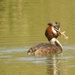 Great Crested Grebe and Snack by padlock