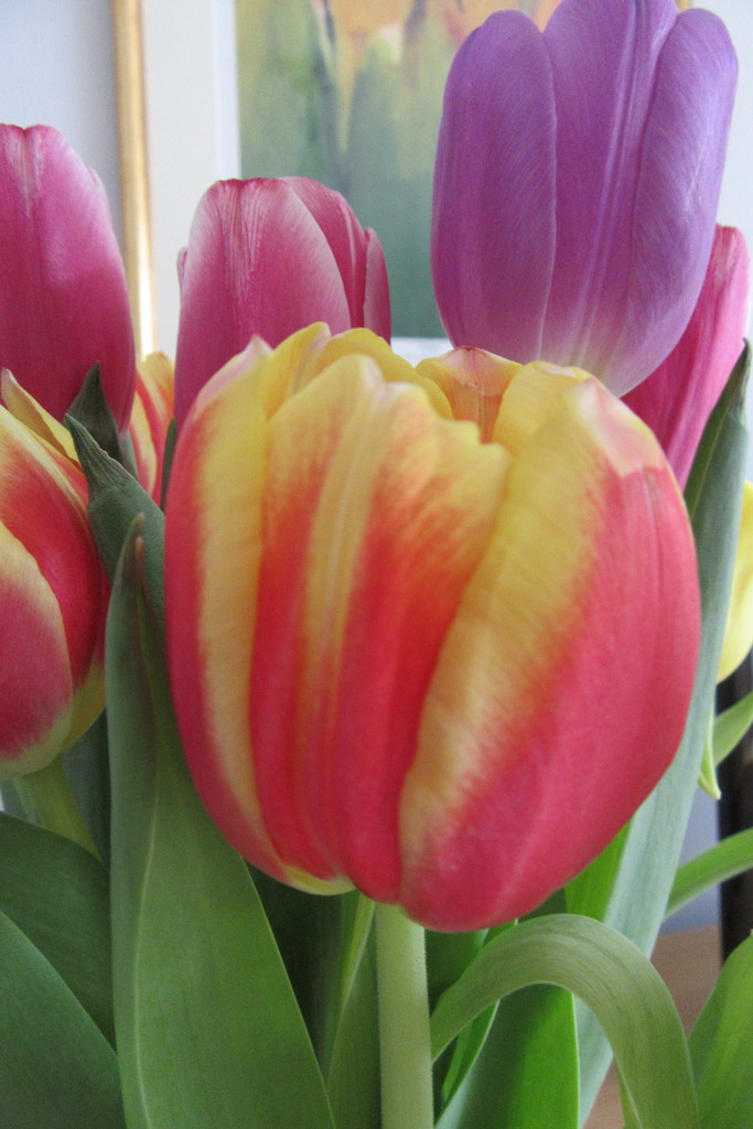 Tulips  by lellie