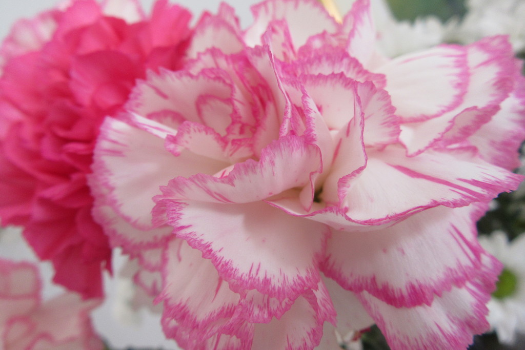 Carnation bouquet by lellie