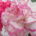 Carnation bouquet by lellie