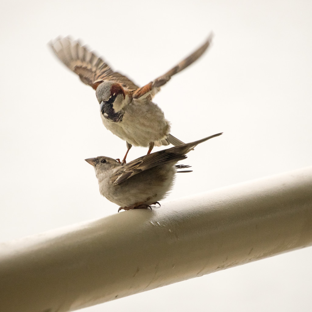 House Sparrow Courtship by rminer