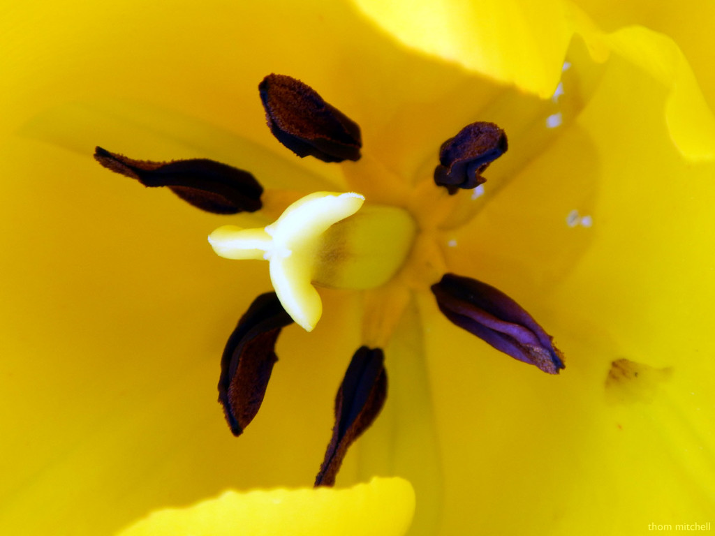Inside a tulip… by rhoing
