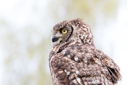 28th Apr 2016 - Spotted eagle owl