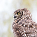 Spotted eagle owl by leonbuys83