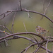 Savannah Sparrow Under an Arch by rminer