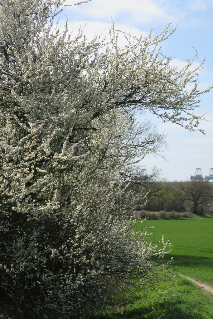 Hawthorn Blossom by lellie