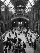 25th Apr 2016 - Natural History Museum 