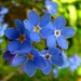 Forget-me-nots in the rain by julienne1