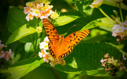 28th Apr 2016 - Gulf Fritillary Butterfly