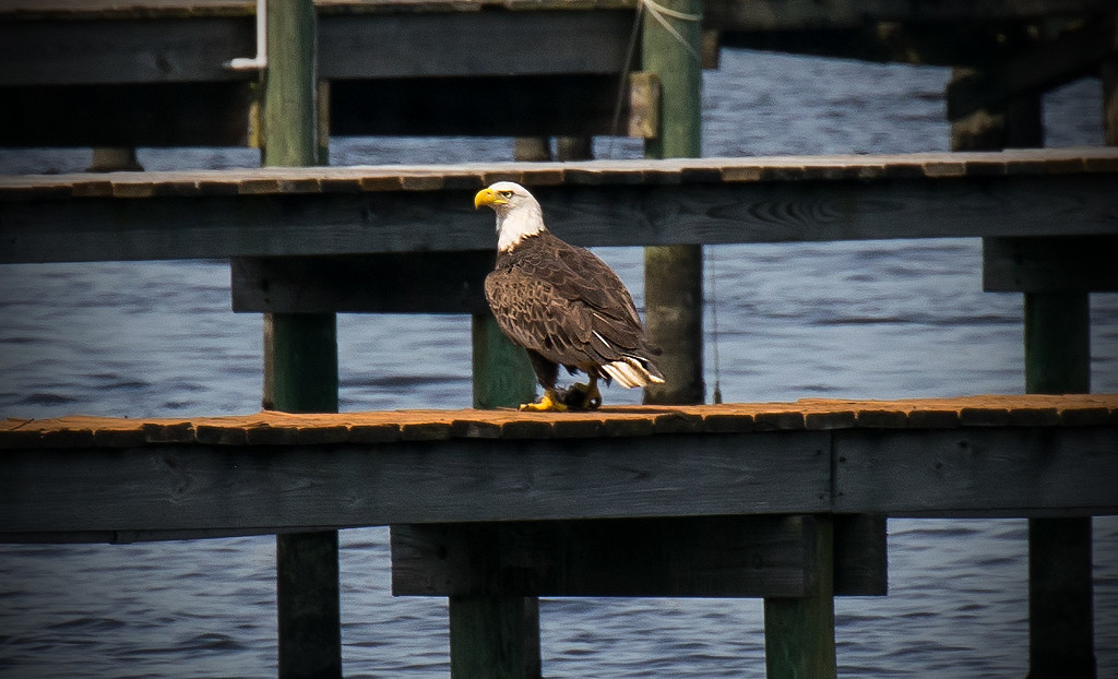 Bald Eagle having lunch! by rickster549