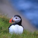 Sumburgh Puffin on 365 Project