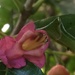 Puriri Tree Flower (native nz) by Dawn