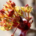 Acer platanoides `Crimson Sentry` by pyrrhula