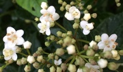 29th Apr 2016 - White flowering shrub