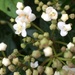White flowering shrub by Dawn