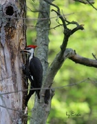 28th Apr 2016 - Pileated Woodpecker