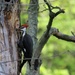 Pileated Woodpecker by essiesue