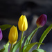 Tulips   by radiogirl