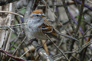 29th Apr 2016 - American Tree Sparrow