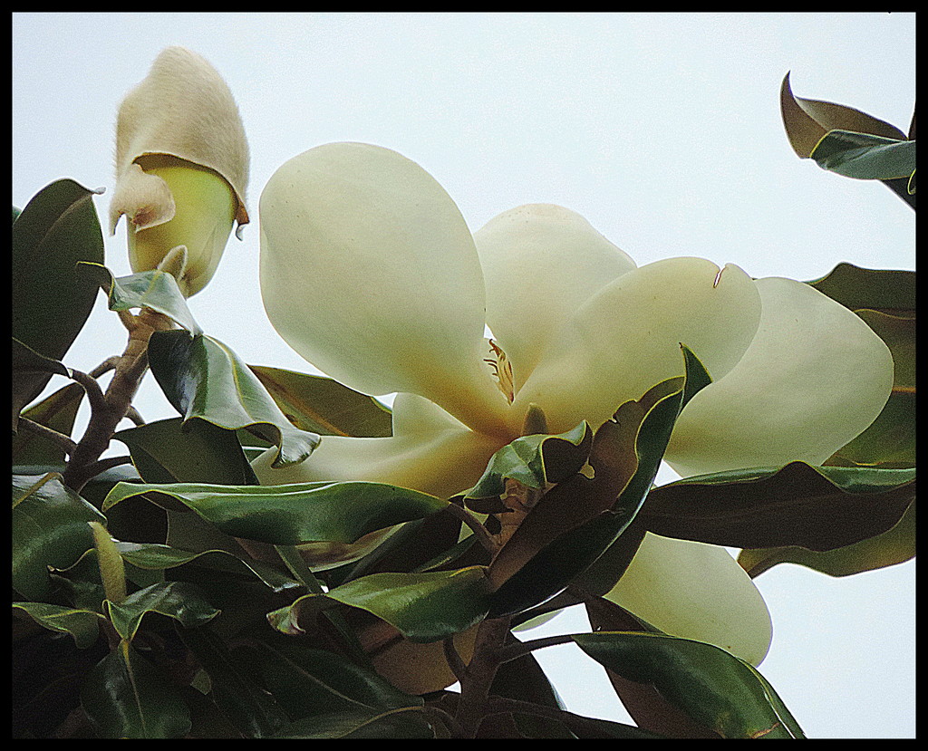 Framed magnolia by homeschoolmom