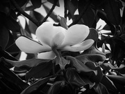 28th Apr 2016 - Magnolia in black and white