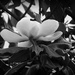 Magnolia in black and white by homeschoolmom