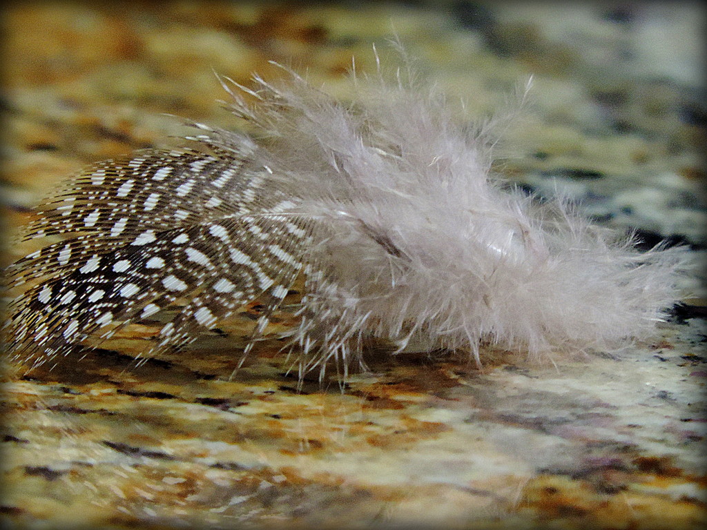 Speckled Feather by homeschoolmom