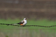 28th Apr 2016 - The Hungry Scissor-tailed Flycatcher