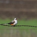 The Hungry Scissor-tailed Flycatcher by kareenking