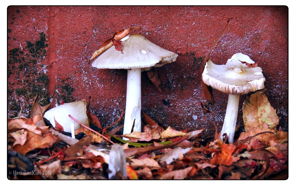 Autumn fungi by yorkshirekiwi