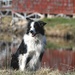 Shadow with Shed by farmreporter