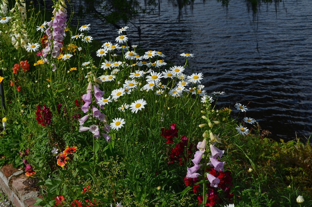 Flowers along the Ashley River at Magnolia Gardens, Charleston, SC by congaree