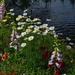 Flowers along the Ashley River at Magnolia Gardens, Charleston, SC by congaree