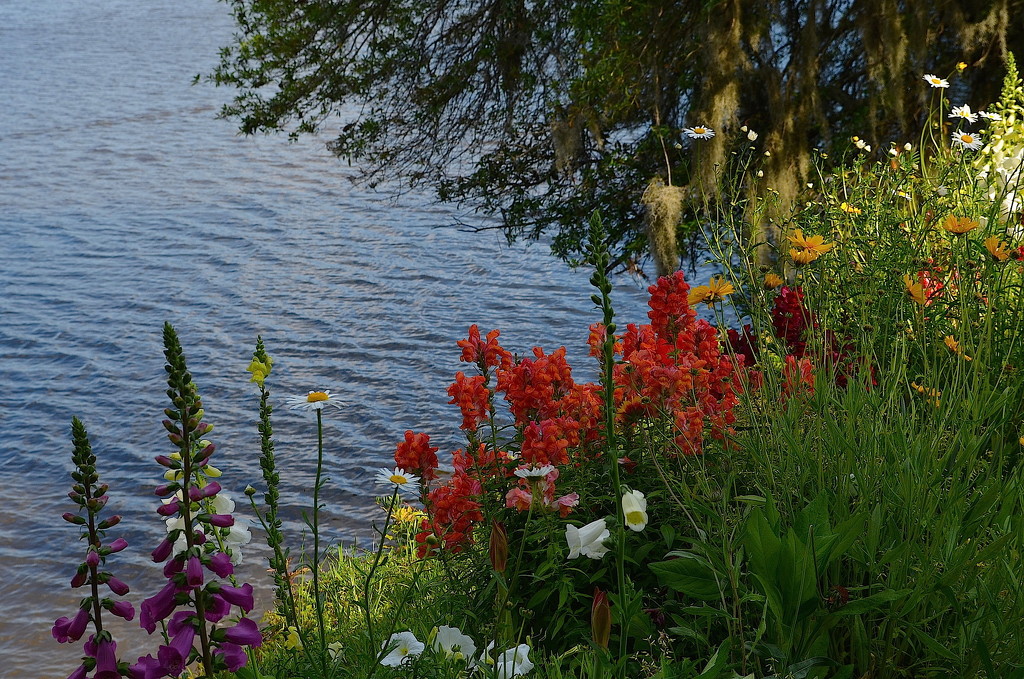 Flowers along the Ashley River, Magnolia Gardens, Charleston, SC by congaree