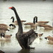 Black Swan by nickspicsnz