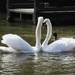 Swans 7 by oldjosh