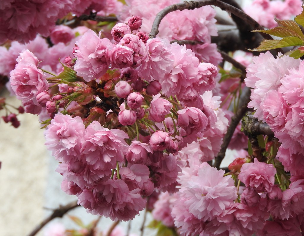 Pink Blossom by oldjosh
