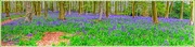 29th Apr 2016 - Bluebell Wood